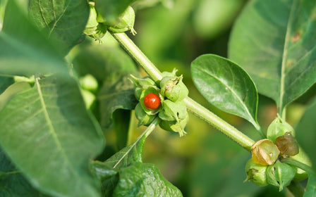 Ashwagandha