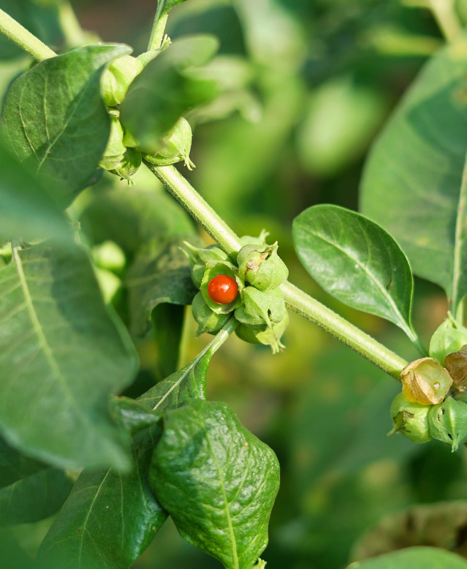 Ashwagandha