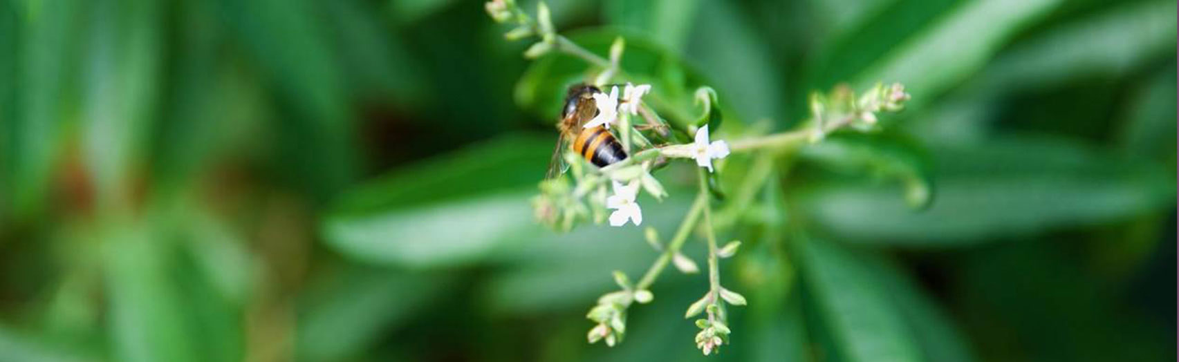 Bee on flower