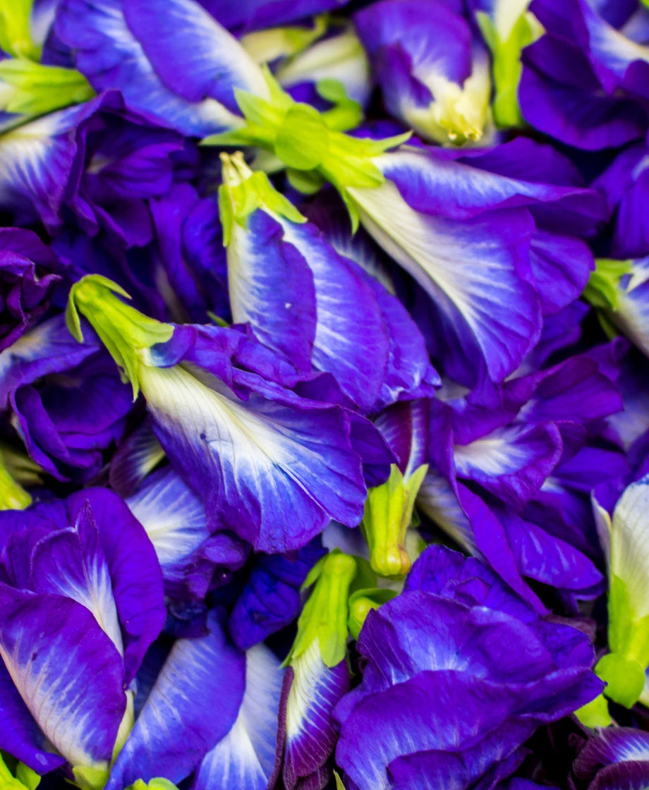 Butterfly Pea flower