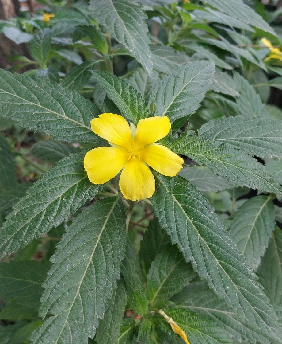 Damiana