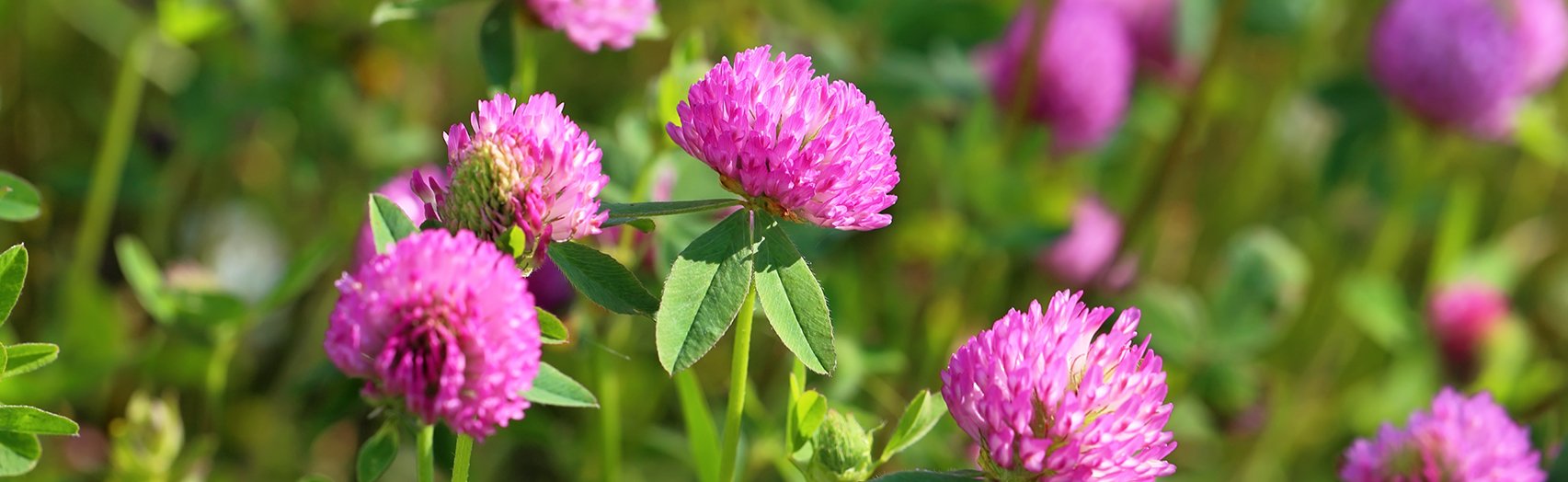 Thickets of a blossoming clover