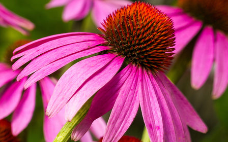 Echinacea