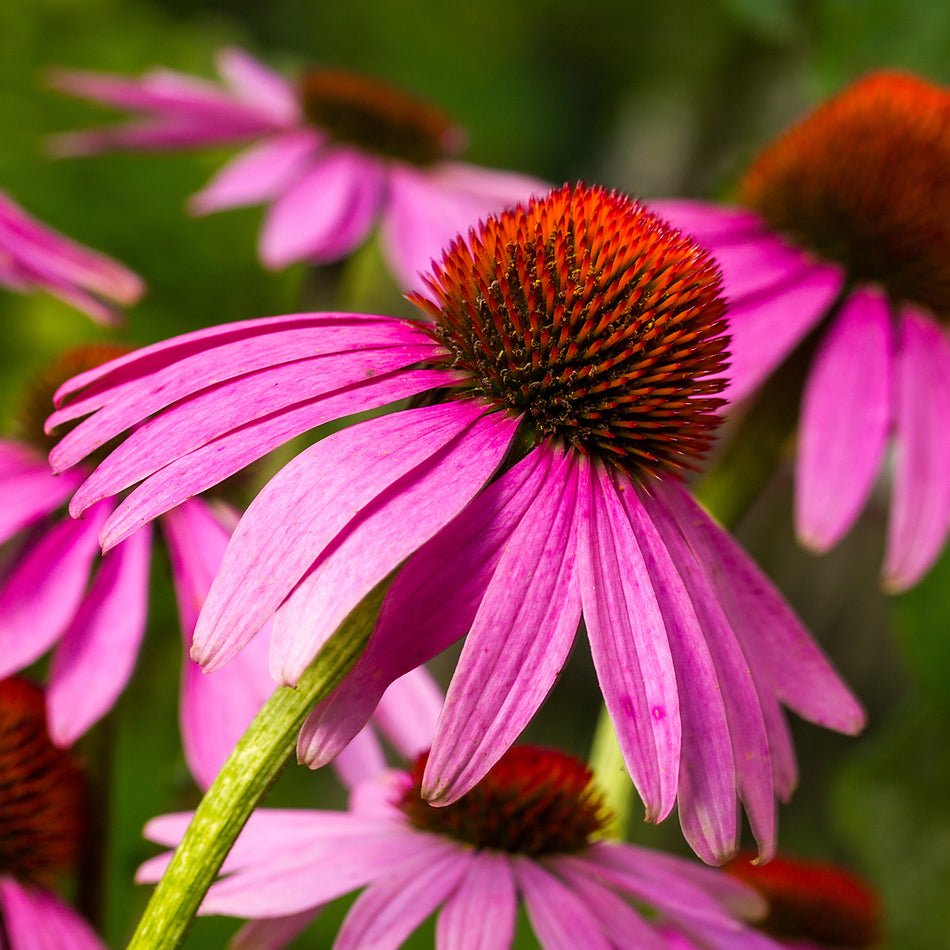 Echinacea Flower for Immunity, Seasonal Care & Throat Health