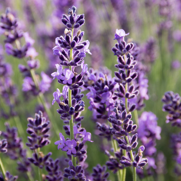 Lavender - Benefits, Folklore, Botany and More | Traditional Medicinals