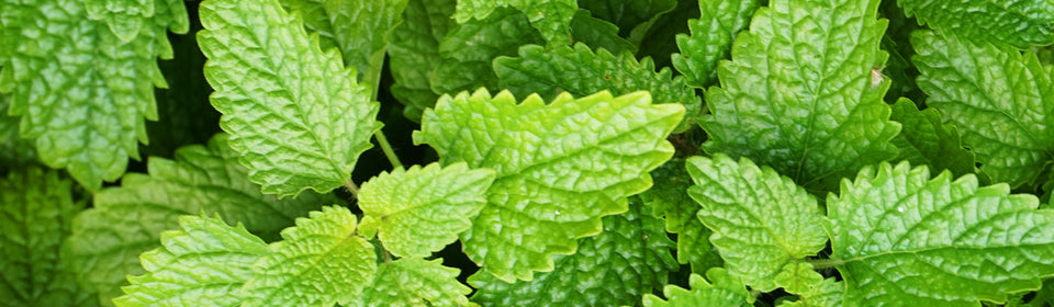 Lemon Balm