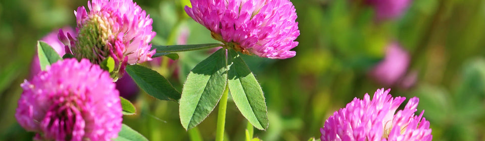 Red Clover