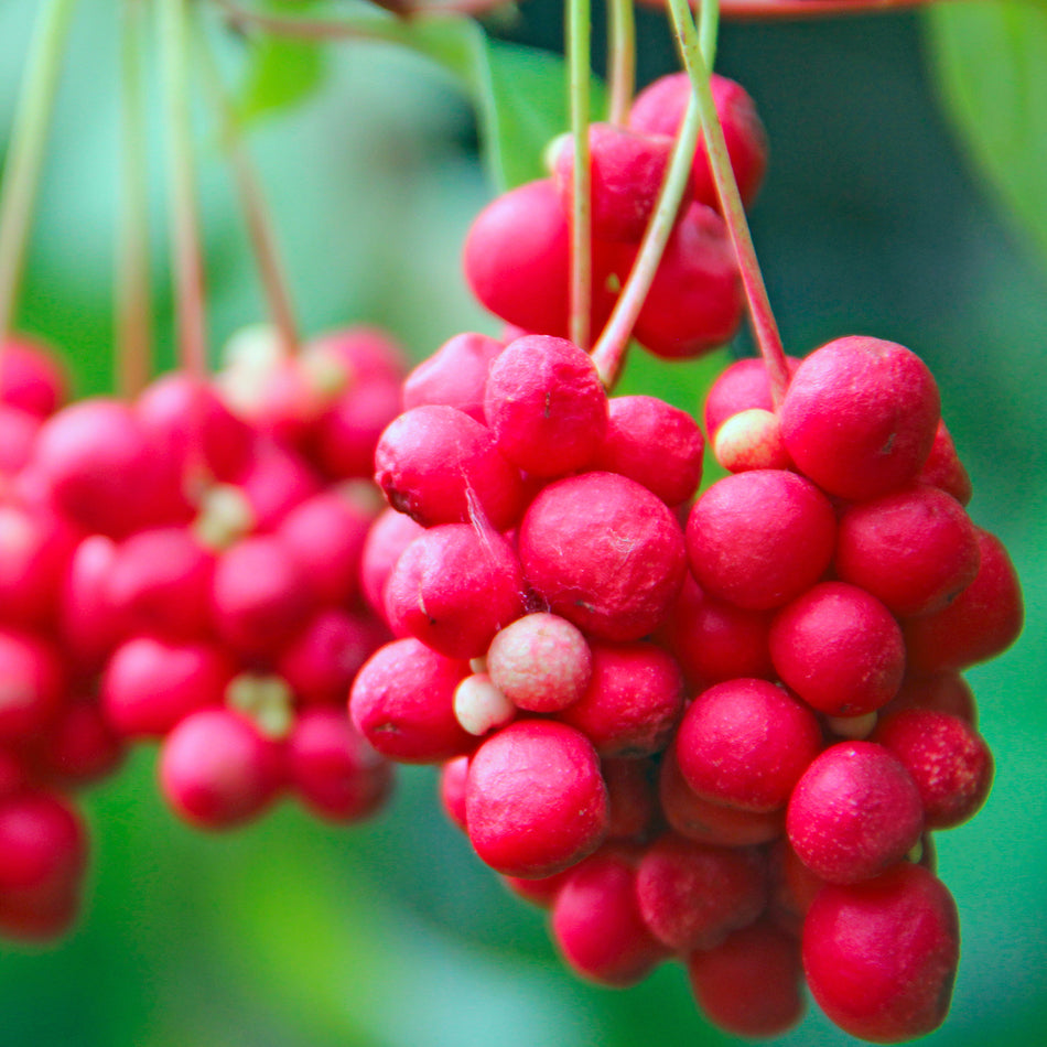 Adaptogenic, Schisandra Berry Growing on Vine Supports Stamina and Vitality