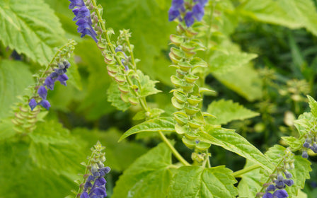 Skullcap