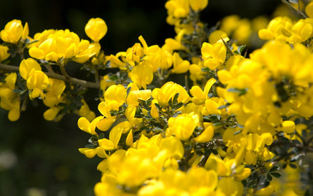 Honeybush