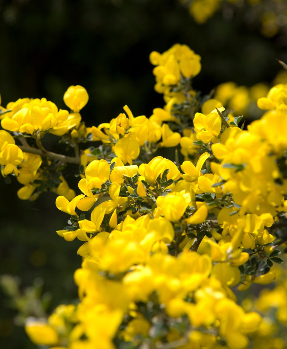 Honeybush