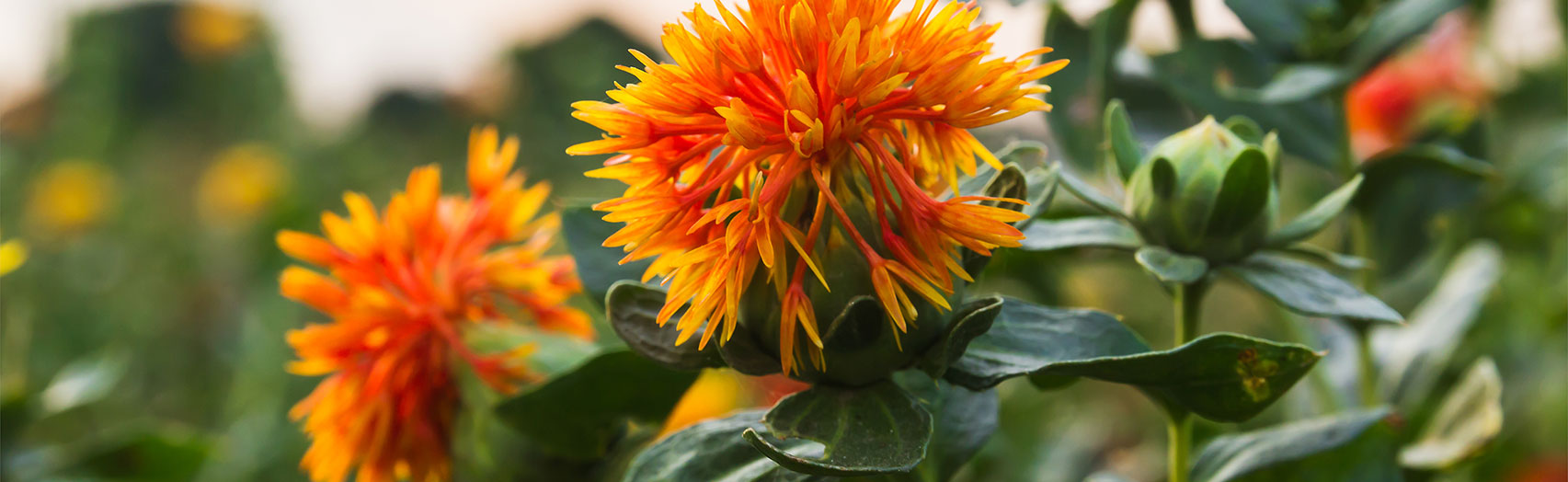 Yellow and Red Safflower blooms growing in a field.