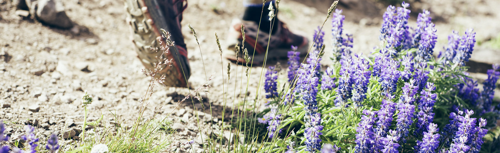 Hiker walking on a trail with wild flowers growing nearby.