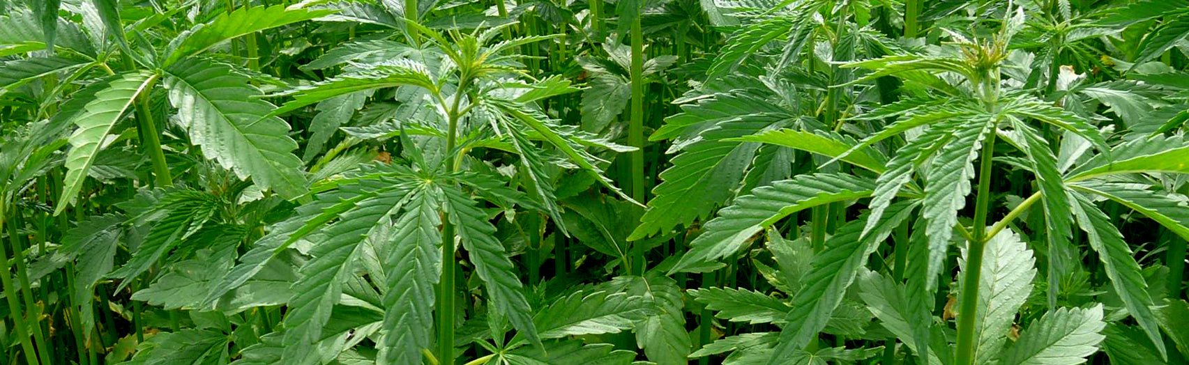 Hemp 101
