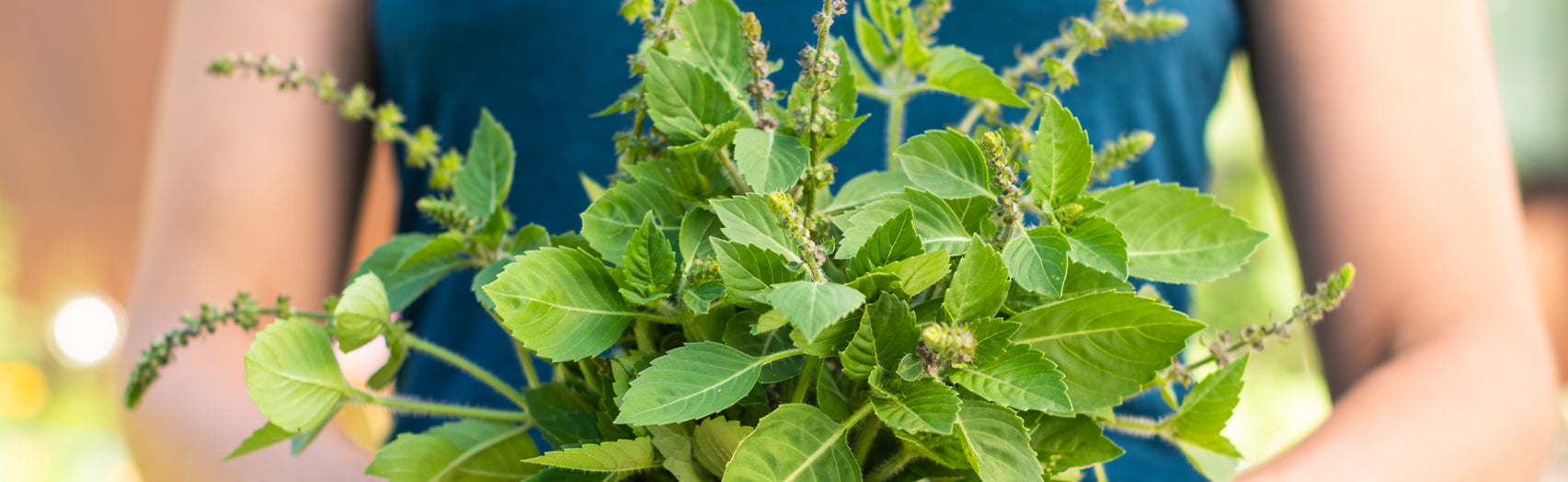 Herbal Basics: Tonics 101