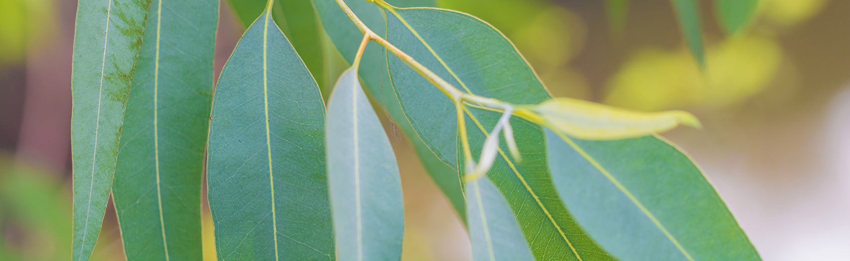 Eucalyptus 101