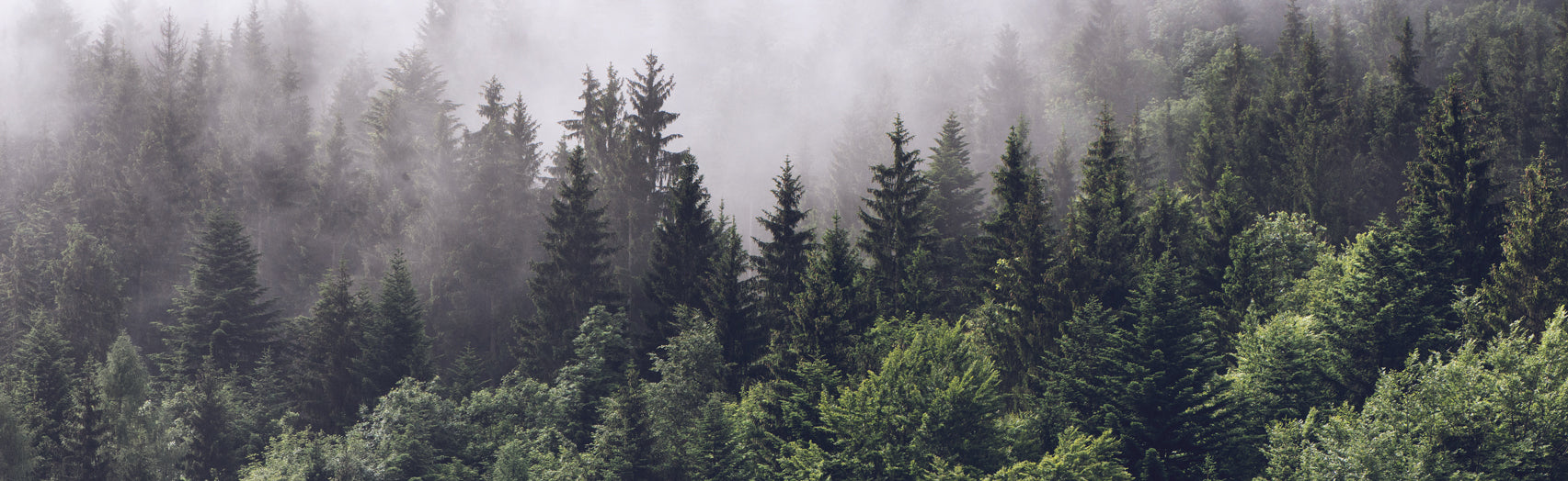 Herbal Traditions: Evergreens & the Winter Solstice