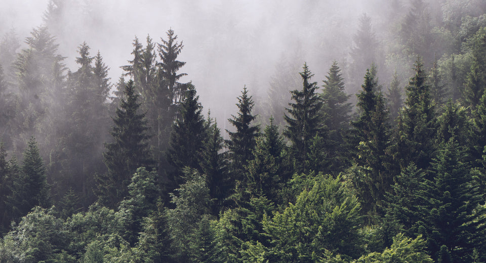 Evergreens in the fog
