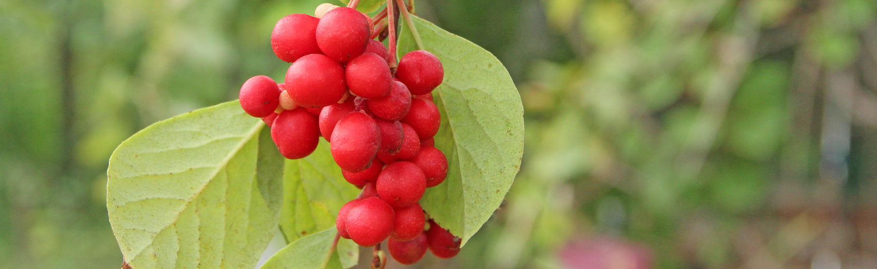 fresh schisandra berries
