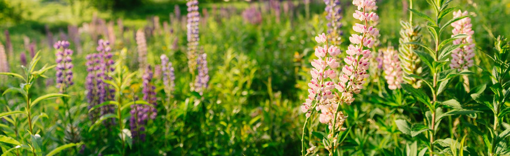 Vermont Lupine wildflowers in summer landscape