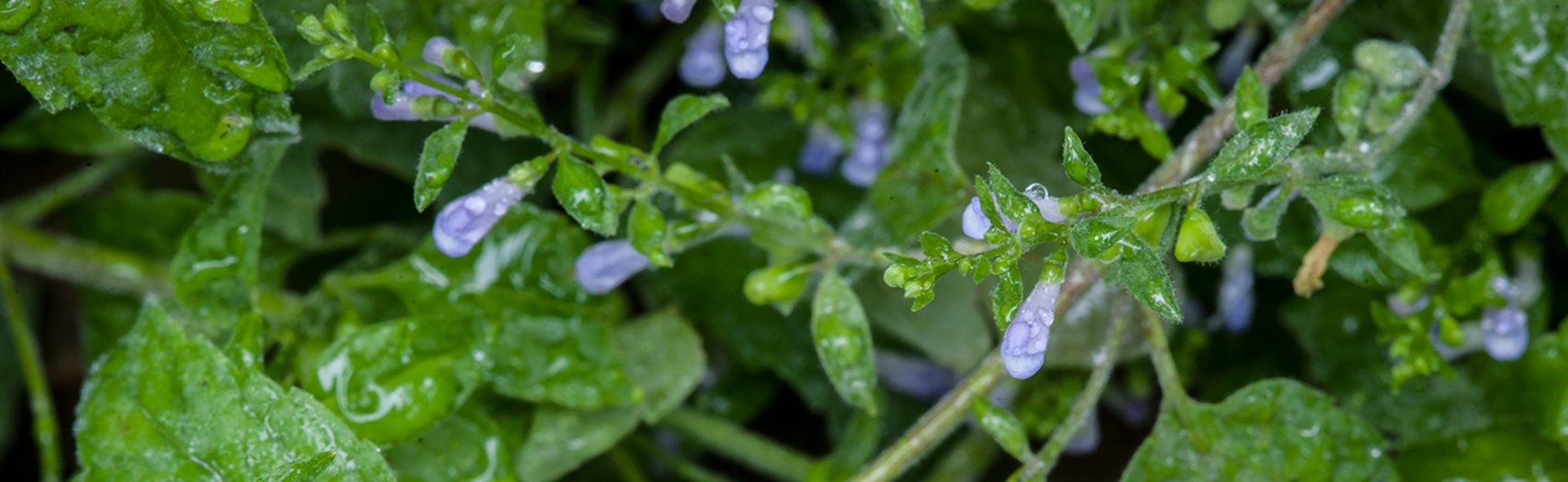 Skullcap 101
