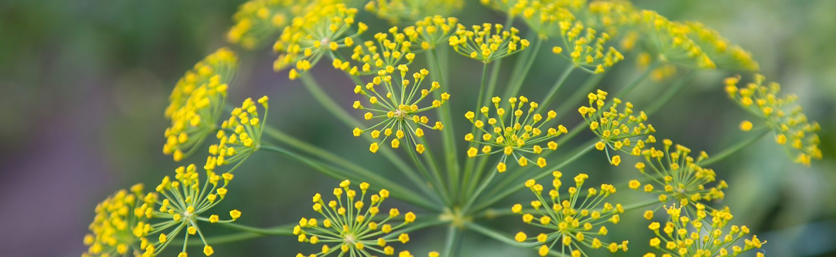 Fennel 101