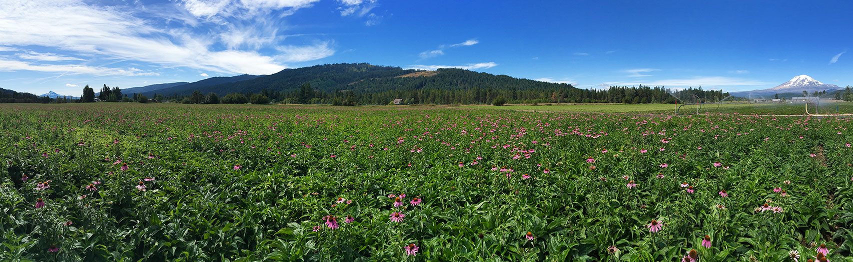 A Visit to Herb Heaven