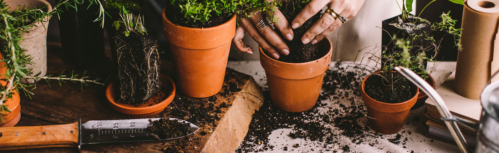 Planters and plants on table