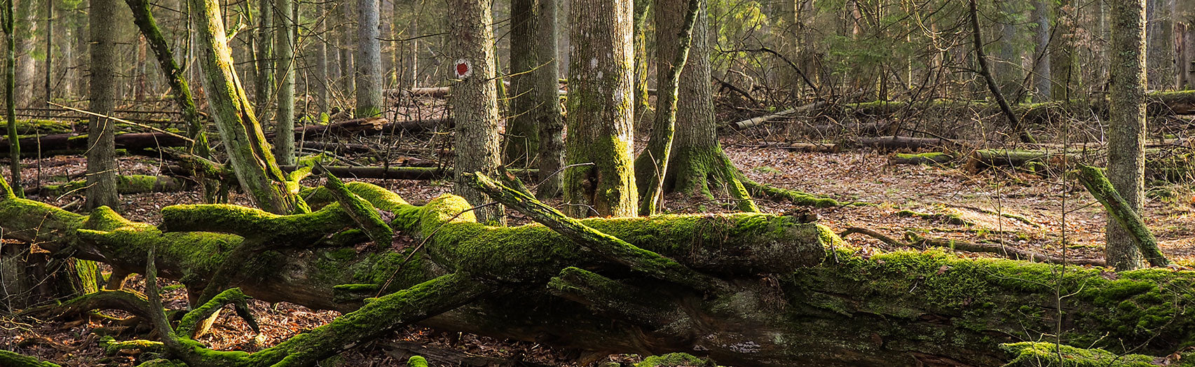 forest landscape