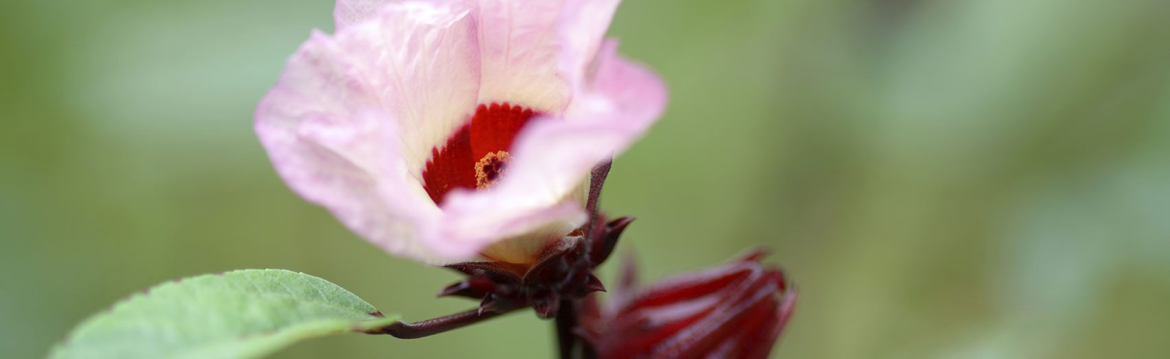 Hibiscus 101