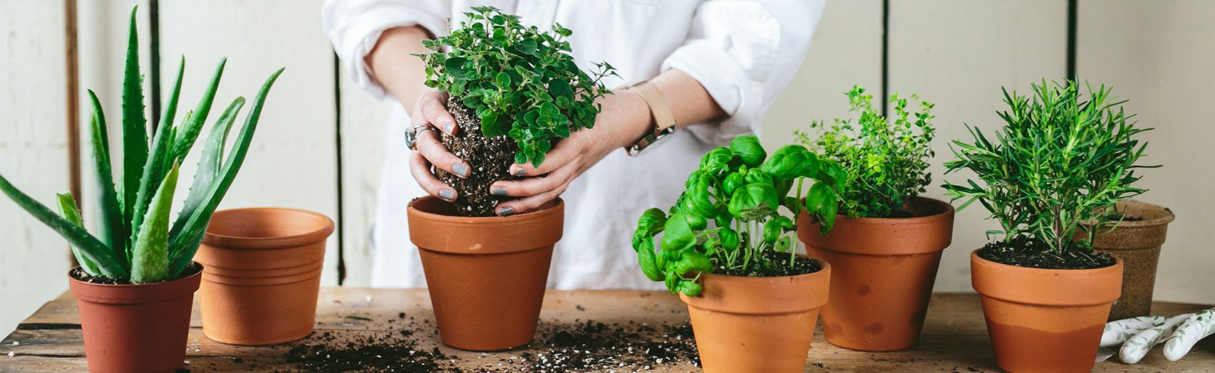 Bringing the Green Inside: Windowsill Gardens