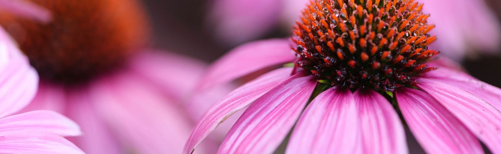 Echinacea 101