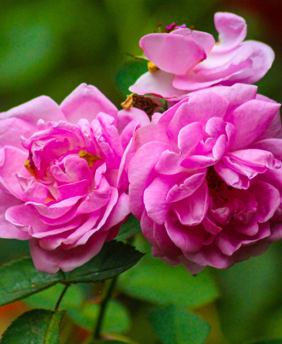 Rose flower