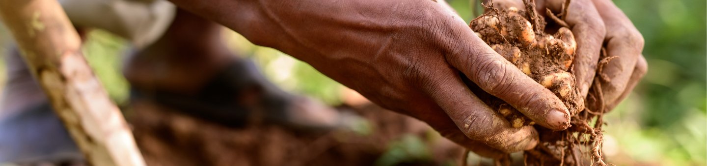 Hands harvesting turmeric