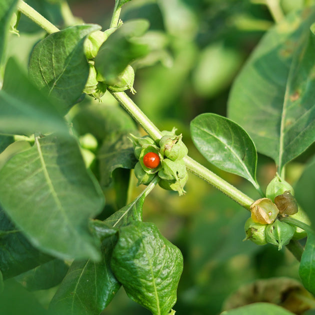 Ashwagandha - Benefits, Folklore, Botany and More | Traditional Medicinals