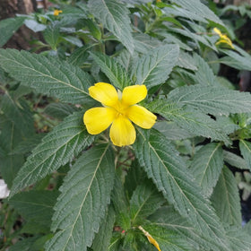 Damiana