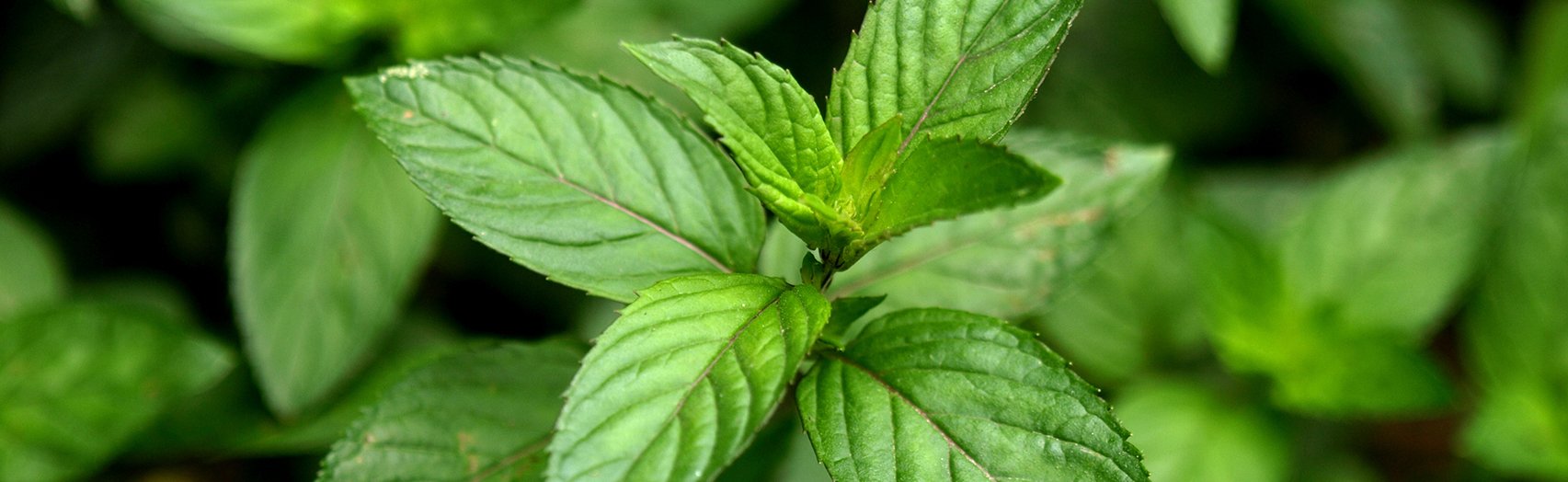 Close up view of a peppermint plant