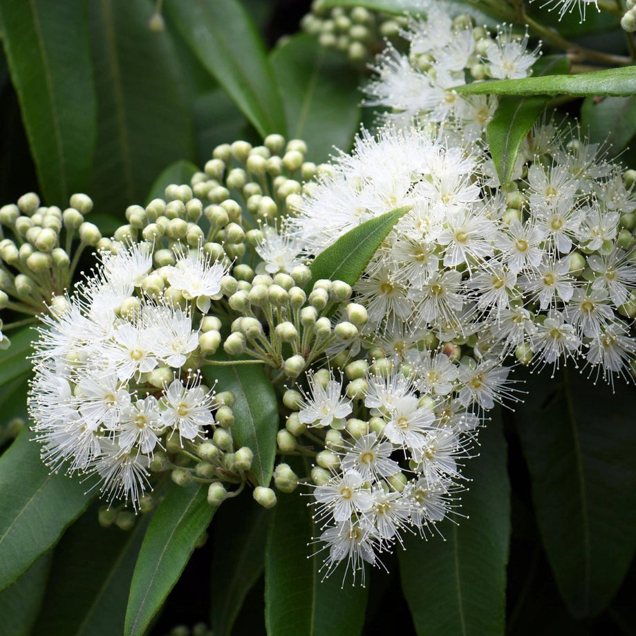 Lemon myrtle