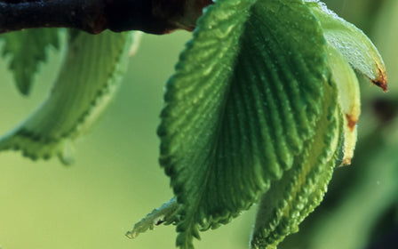 Slippery Elm