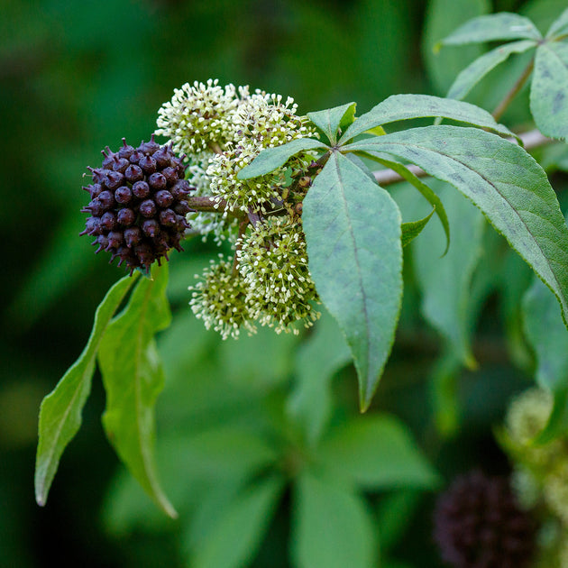 Eleuthero - Benefits, Folklore, Botany and More | Traditional Medicinals
