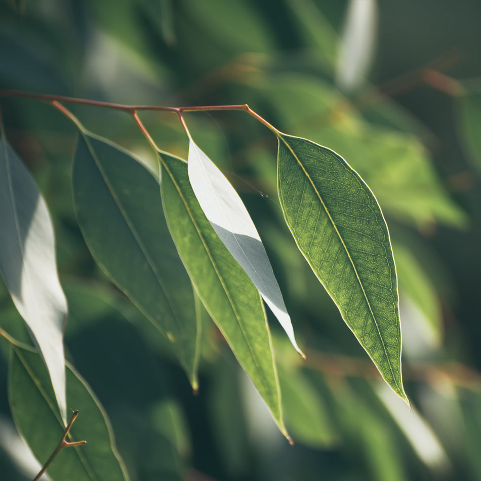 Eucalyptus Leaves for Immune, Respiratory & Throat Health Support