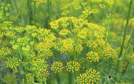 Fennel