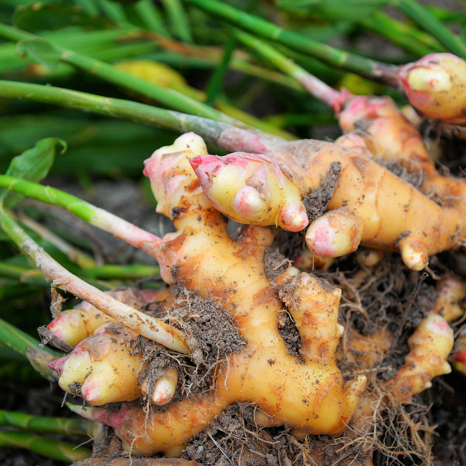 Ginger Root for Digestion Support