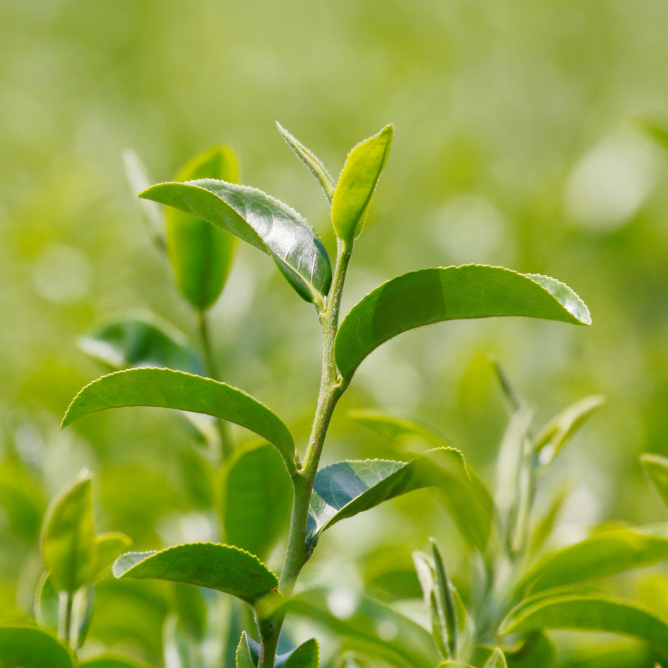 Close-up of Tea Plant Leaf