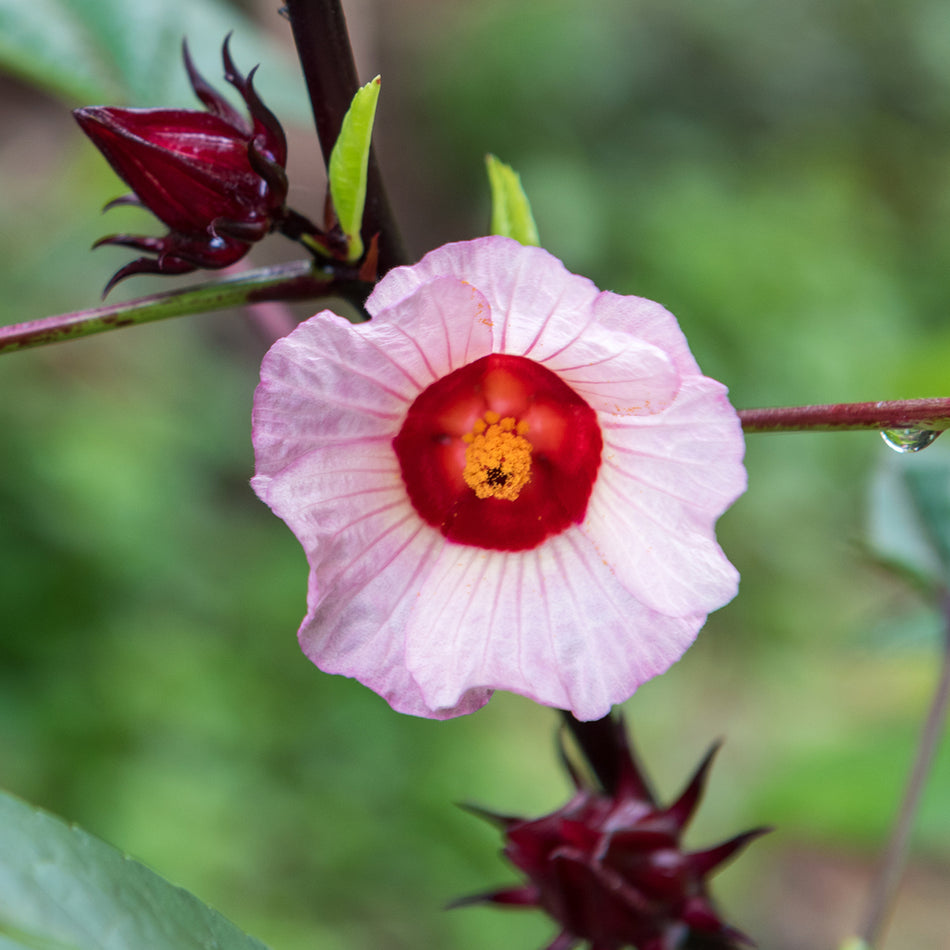 Hibiscus for Heart and Diuretic Support