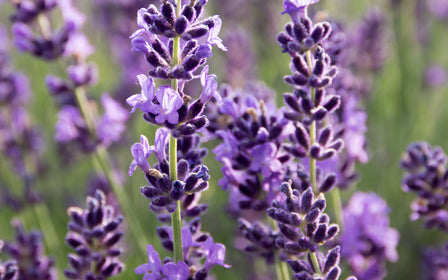 Lavender