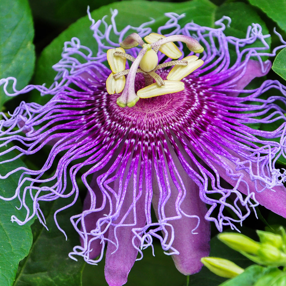 Passionflower - Tea used to aid with relaxation and sleep