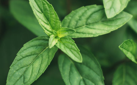 Peppermint