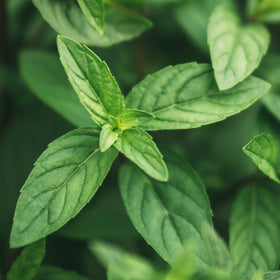 Peppermint