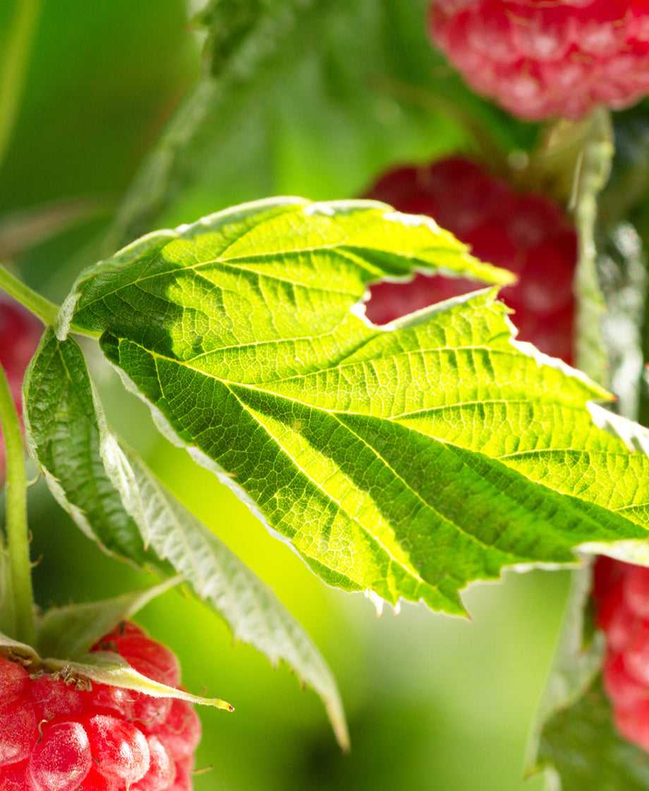 Raspberry Leaf Tea | Traditional Medicinals